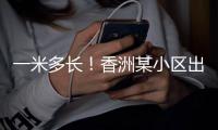 一米多长
！香洲某小区出现眼镜蛇，已被捕获