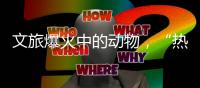 文旅爆火中的动物，“热爱不代表零距离接触”