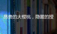 昂贵的大樱桃，隐匿的授粉药