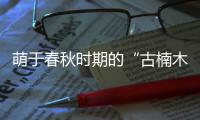 萌于春秋时期的“古楠木王”被盗割	，11人获刑