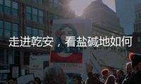 走进乾安�
，看盐碱地如何被炼成“肥田”