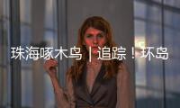 珠海啄木鸟｜追踪！环岛车辆“打架”	，珠海交警启用新方案→