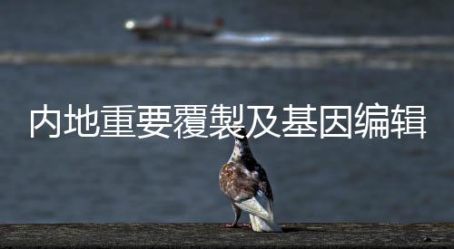 中国首隻覆製猫“大蒜”出生
