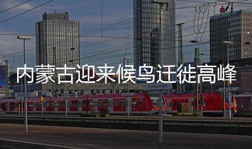 迁徙乌梁素海水质持续好转