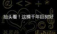 抬头看	！这棵千年巨树好高