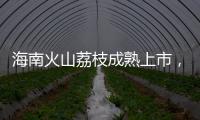海南火山荔枝成熟上市，“甜蜜季”开启