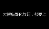 大熊猫野化放归，都要上啥“培训课”�
？