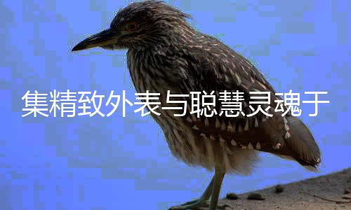 有趣的集精灵魂万里挑一