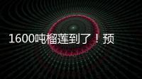 1600吨榴莲到了！预计本月中下旬降价